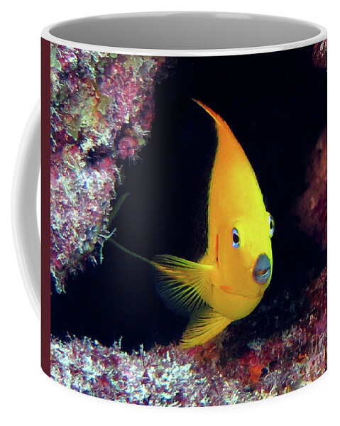 Underwater Coffee Mug featuring the photograph Rock Beauty 22 by Daryl Duda