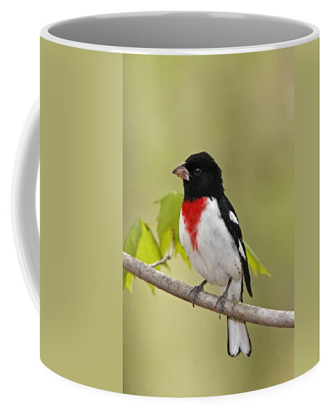 American Bird Coffee Mug featuring the photograph Rose-breasted Grosbeak by James Zipp