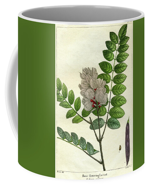 Rose Flowering Locust Coffee Mug featuring the mixed media Rose Flowering Locust by Unknown