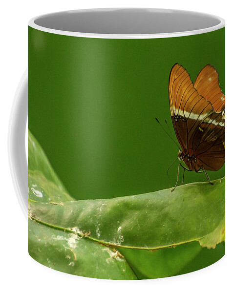Butterfly Jungle Coffee Mug featuring the photograph Rusty-Tipped Page Butterfly by Donald Pash