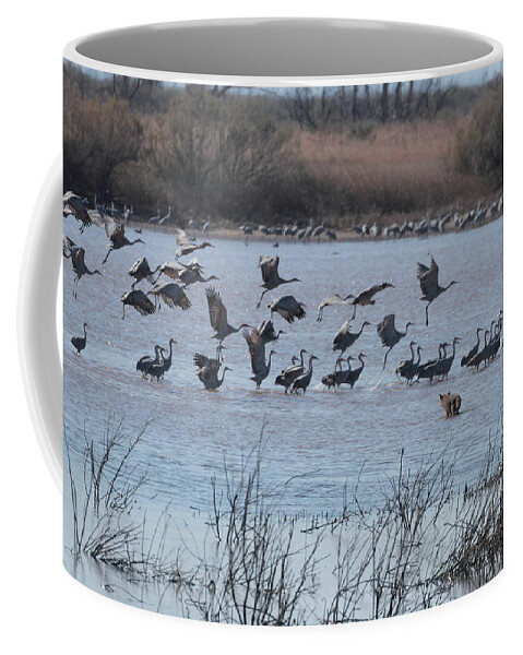 Birds Coffee Mug featuring the photograph Sandhill Cranes 0359 by John Moyer