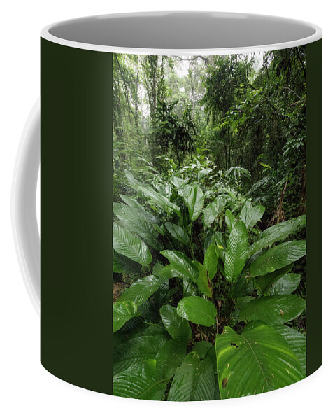 Gerry Ellis Coffee Mug featuring the photograph Sarcophrynium In Ebo Wildlife Reserve by Gerry Ellis