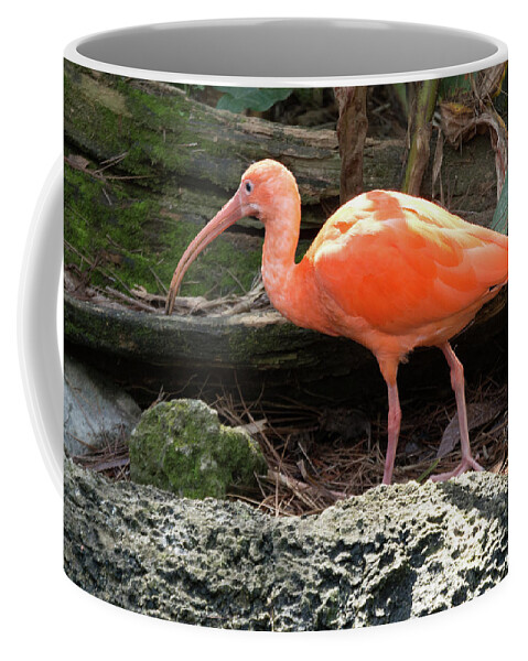 Ibis Coffee Mug featuring the photograph Scarlet Ibis by Margaret Zabor