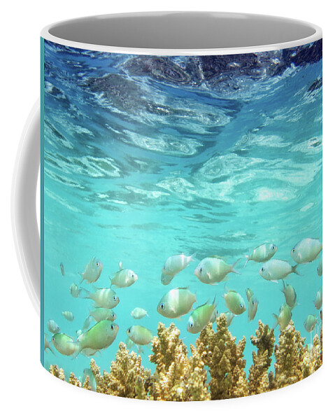 Coral Reef Coffee Mug featuring the photograph School in the Blue Lagoon by Becqi Sherman
