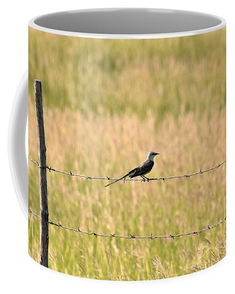Nature Coffee Mug featuring the photograph Scissor-tailed Flycatcher on Fence by Sheila Brown