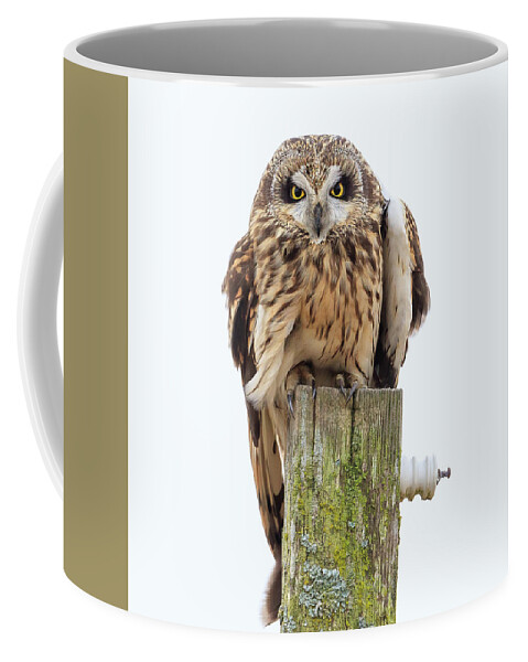 Seo Coffee Mug featuring the photograph Scowling Owl by Briand Sanderson