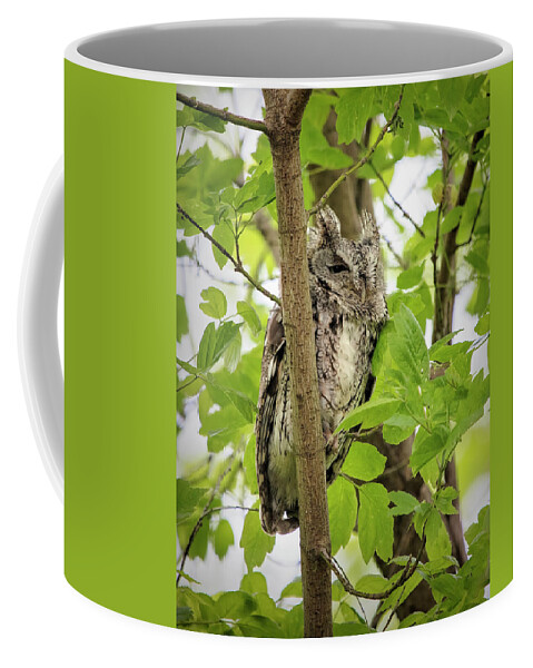 Owl Coffee Mug featuring the photograph Screech Owl by Deborah Penland