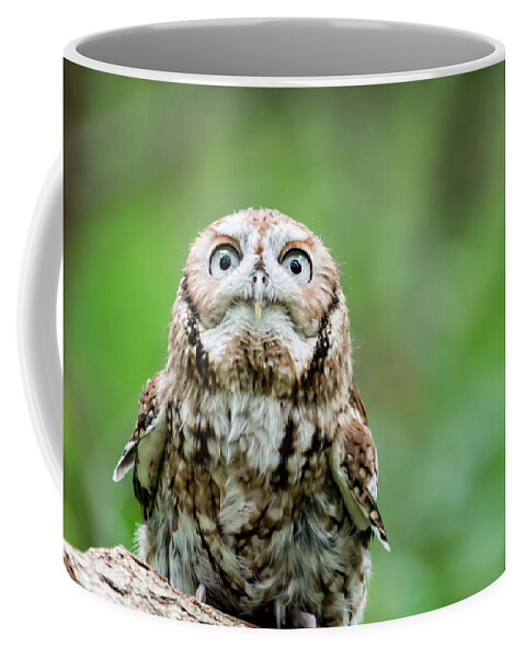 Screech Owl Coffee Mug featuring the photograph Screech Owl Looking at You by Liz Albro