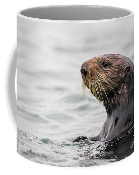 Sebastian Kennerknecht Coffee Mug featuring the photograph Sea Otter In Elkhorn Slough by Sebastian Kennerknecht