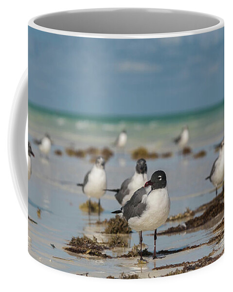 Seagull Coffee Mug featuring the photograph Seagull at Holbox, Mexico by Julieta Belmont