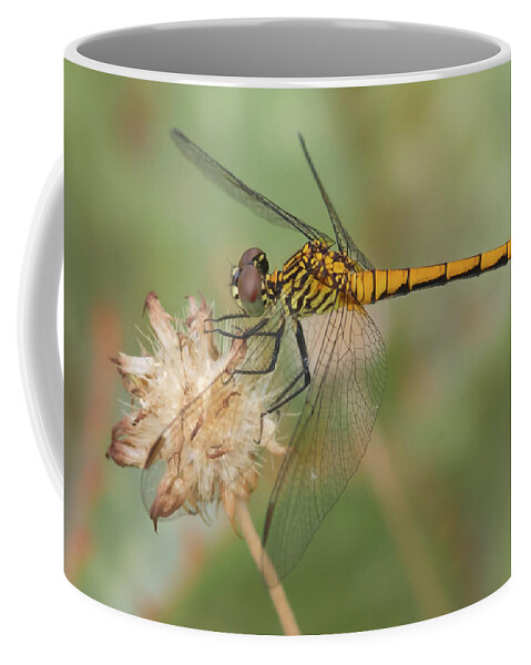 Dragonfly Coffee Mug featuring the photograph Seaside Dragonlet by Paul Rebmann