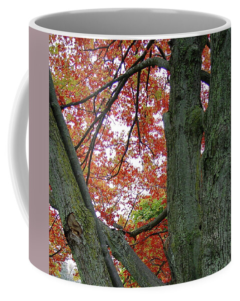 Autumn Coffee Mug featuring the photograph Seeing Autumn by Silvia Marcoschamer