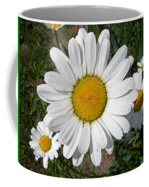 Shasta Daisy Coffee Mug featuring the photograph Shasta Daisy by Jean Evans