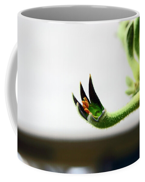 South Yorkshire Coffee Mug featuring the photograph SHEFFIELD. The Botanical Gardens Pavillions by Lachlan Main