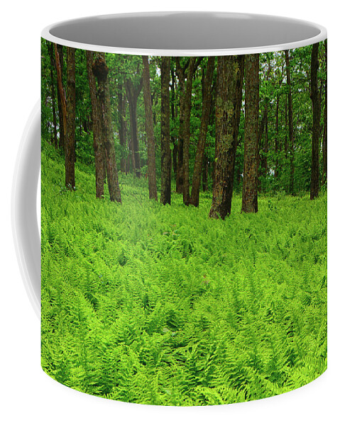 Shenandoah Ferns Among Giants Coffee Mug featuring the photograph Shenandoah Ferns Among Giants by Raymond Salani III