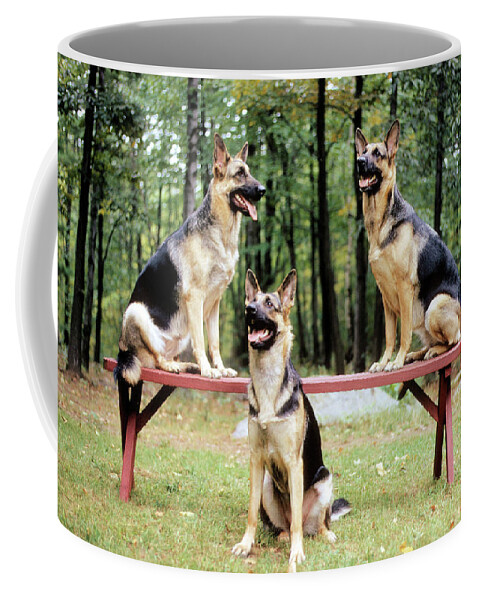 German Shepherds Coffee Mug featuring the photograph Shepherds on a Bench by Geoff Jewett