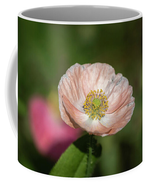  Coffee Mug featuring the photograph Shirley Poppy 2019-2 by Thomas Young