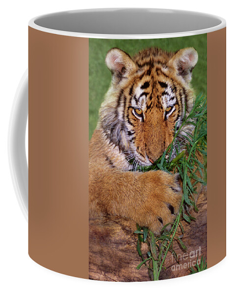 Siberian Tiger Coffee Mug featuring the photograph Siberian Tiger Cub Endangered Species Wildlife Rescue by Dave Welling
