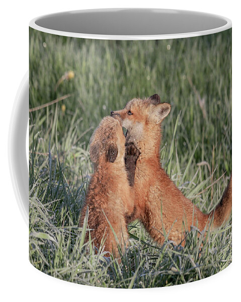 Red Coffee Mug featuring the photograph Sibling Rivalry by Ronnie And Frances Howard
