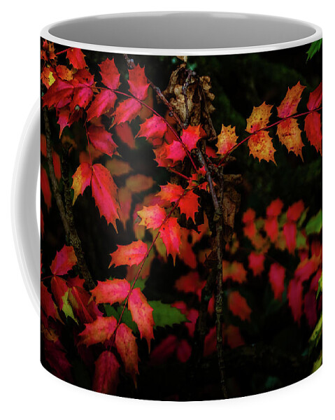 Tree Coffee Mug featuring the photograph Sincerity by Christopher Maxum