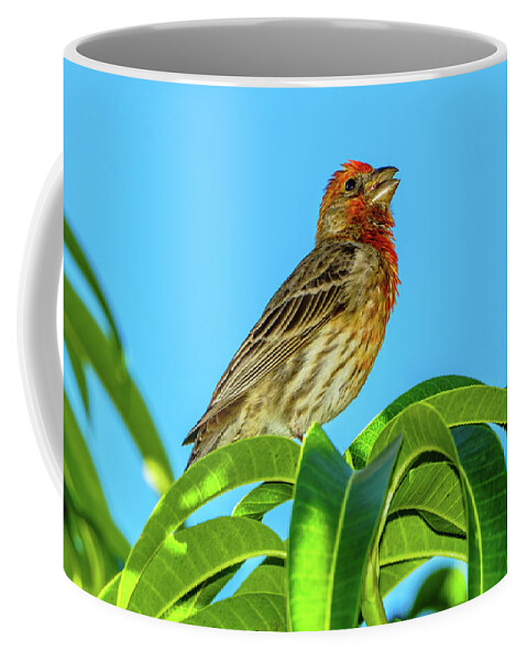Hawaii Coffee Mug featuring the photograph Singing House Finch by John Bauer