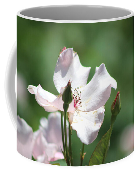 Misty Coffee Mug featuring the photograph Single Classic Pink Country Rose and Buds by Colleen Cornelius