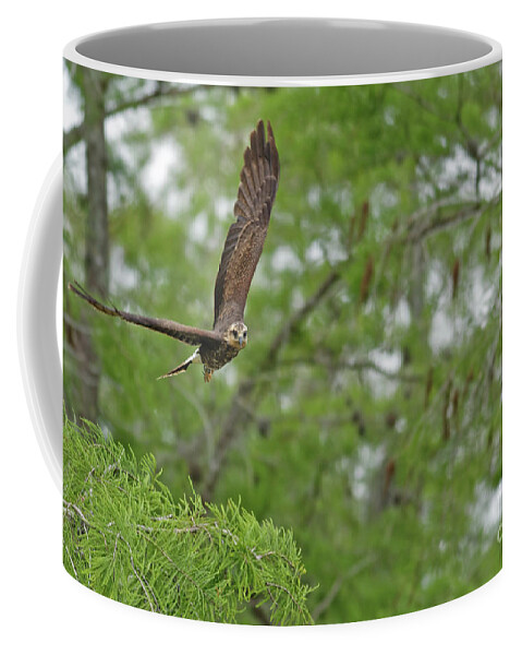 Kite Coffee Mug featuring the photograph Snail Kite Takeoff by Natural Focal Point Photography
