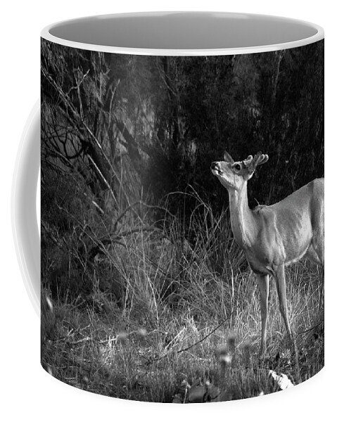 Richard E. Porter Coffee Mug featuring the photograph Sniffing the Wind - Deer, Palo Duro Canyon State Park, Texas by Richard Porter