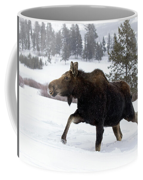 Moose Coffee Mug featuring the photograph Snow Blazer by Art Cole