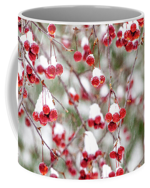 Winter Coffee Mug featuring the photograph Snow Covered Red Berries by Trevor Slauenwhite
