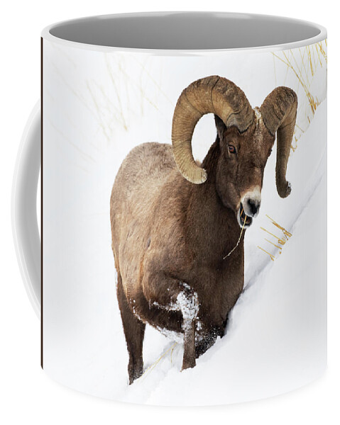 Bighorn Coffee Mug featuring the photograph Snow Grazer by Art Cole