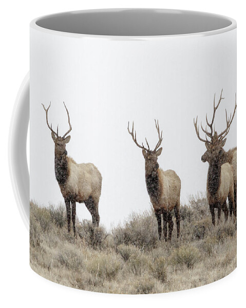  Coffee Mug featuring the photograph Snow Storm by Ronnie And Frances Howard