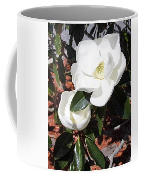 Snowy Coffee Mug featuring the photograph Snowy White Gardenia Blossoms by Philip And Robbie Bracco