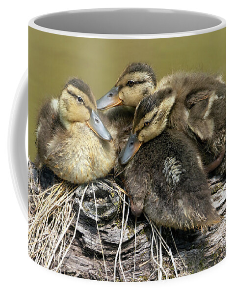 Duck Coffee Mug featuring the photograph Snuggle Time by Art Cole