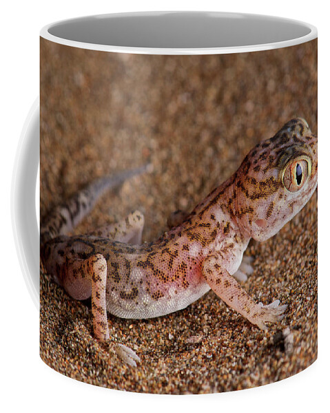 Disk1250 Coffee Mug featuring the photograph Southern Short-fingered Gecko by James Christensen