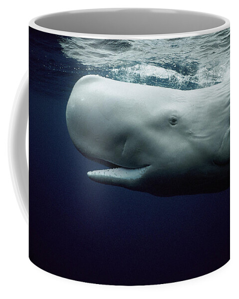 Mp Coffee Mug featuring the photograph White Sperm Whale by Hiroya Minakuchi