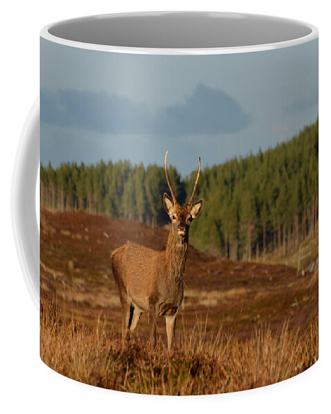 Red Deer Pricket Coffee Mug featuring the photograph Spiky by Gavin MacRae