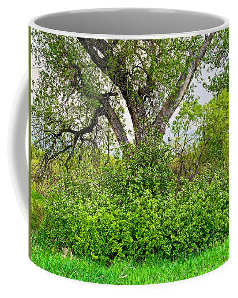 Spring Coffee Mug featuring the photograph Spring 2019 Study 11 by Robert Meyers-Lussier