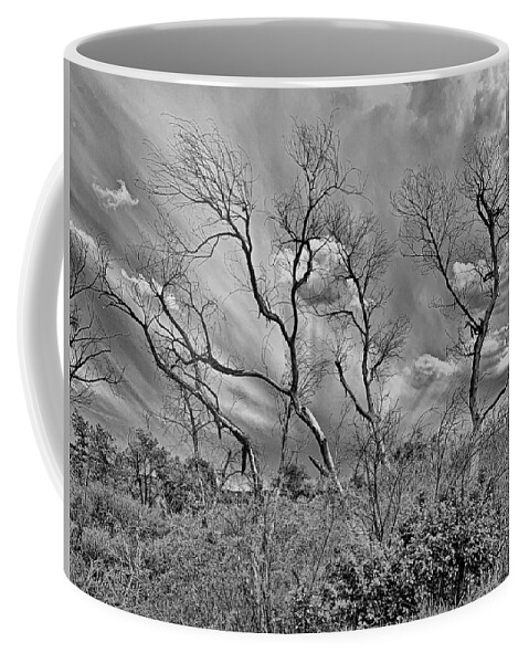 Spring Coffee Mug featuring the photograph Spring 2019 Study 8 by Robert Meyers-Lussier