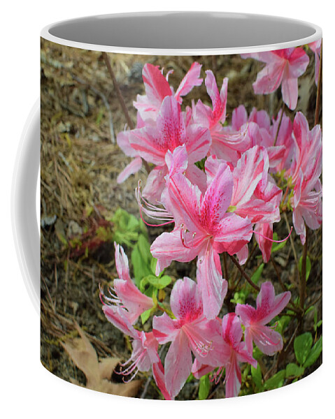Azalea Coffee Mug featuring the photograph Spring Azaleas in Pink by Nicole Lloyd