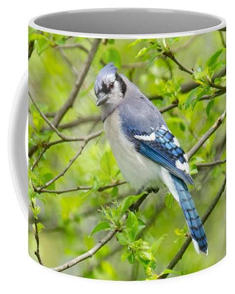 Bluejay Coffee Mug featuring the photograph Springtime BlueJay by Kristin Hatt