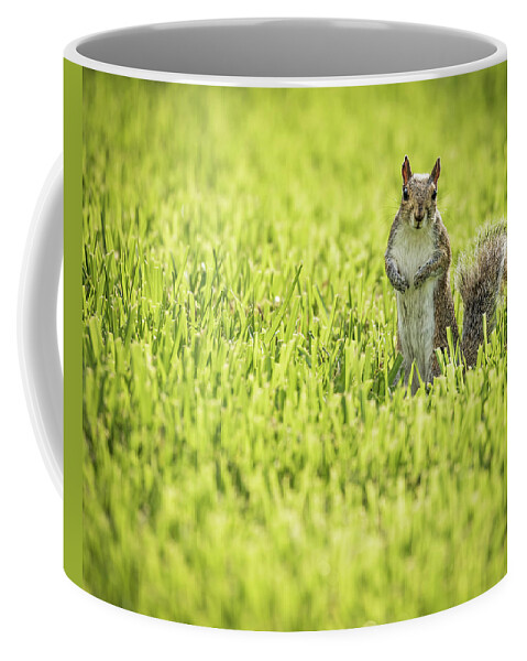 Myeress Coffee Mug featuring the photograph Squirrel in Field by Joe Myeress