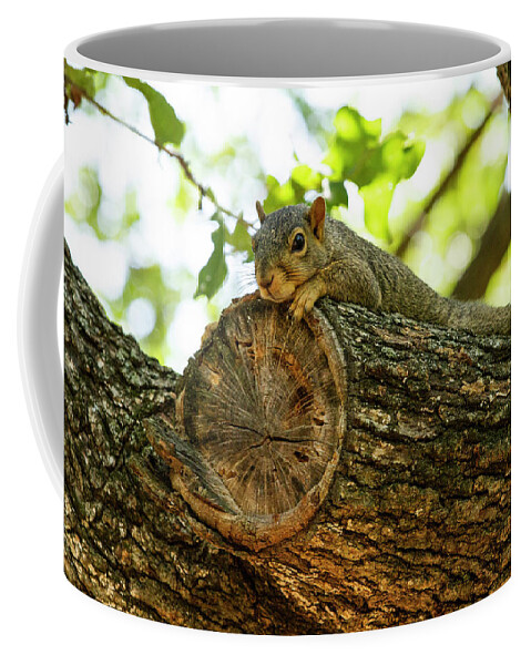 Squirrel Coffee Mug featuring the photograph Squirrel with a view by Jason Hughes