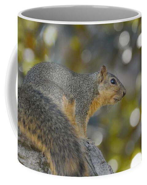 Squirrel Coffee Mug featuring the photograph Squirrely by Fraida Gutovich