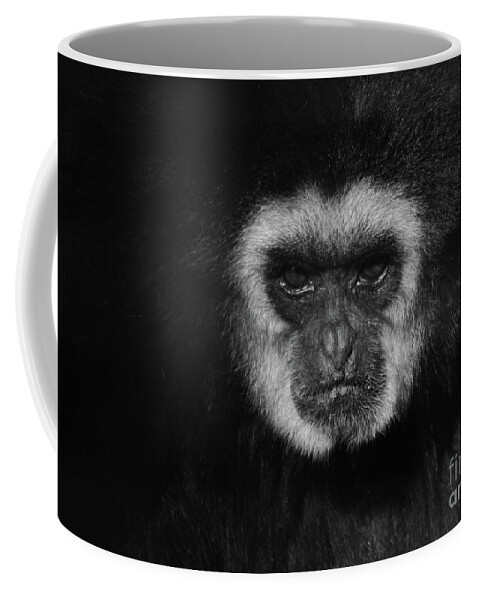 Lar Gibbon Coffee Mug featuring the photograph A captive Gibbon by Ruth Jolly