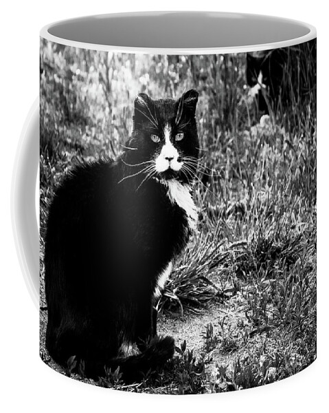 Feral Cat Photo Coffee Mug featuring the photograph Stash Stalking the Amazing Mr. Tom by Sandra Dalton