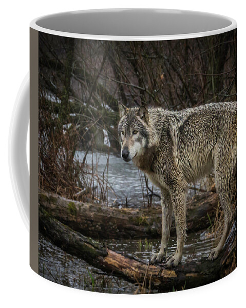 Wolf Wolves Coffee Mug featuring the photograph Stay Dry by Laura Hedien