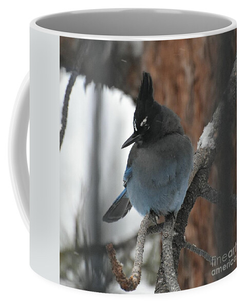 Stellar's Jay Coffee Mug featuring the photograph Stellar's Jay in Pine by Dorrene BrownButterfield