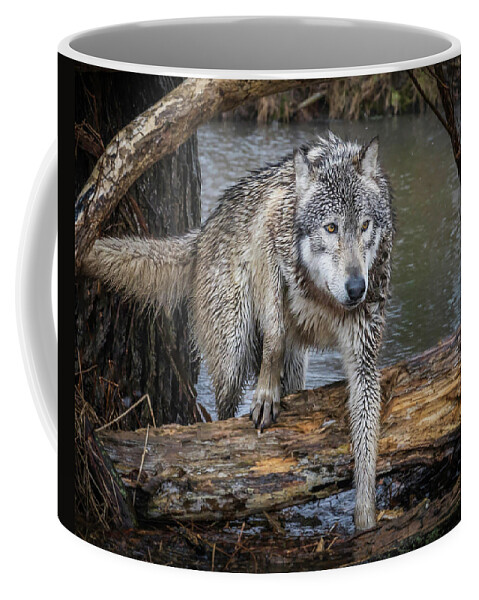 Wolf Wolves Coffee Mug featuring the photograph Stepping OVer by Laura Hedien