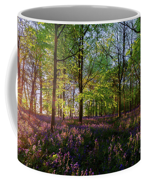 Bluebells Coffee Mug featuring the photograph Stunning bluebells woodland at sunrise by Simon Bratt